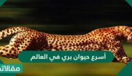 أسرع حيوان بري في العالم
