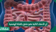 أي الأعضاء التالية عضو ملحق بالقناة الهضمية