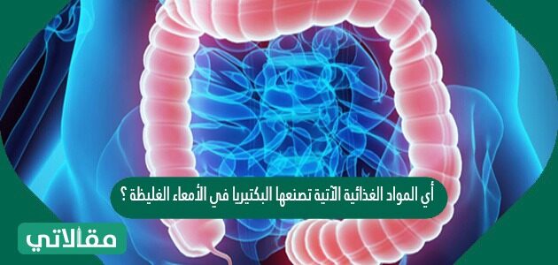 في الأمعاء البكتيريا أي الغليظة المواد تصنعها التالية الغذائية حل سؤال