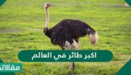 اكبر طائر في العالم