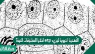الأهمية الحيوية لجزيء atp لخلايا المخلوقات الحية؟
