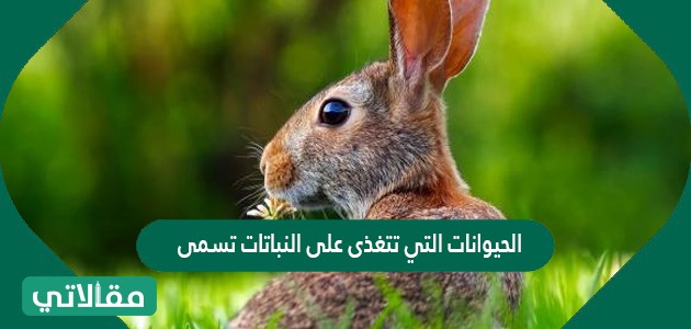 الحيوانات التي تتغذى على النباتات تسمى