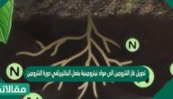 تحويل غاز النتروجين الى مواد نيتروجينية بفعل البكتيريافي دورة النتروجين هي عملية