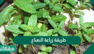 طريقة زراعة النعناع