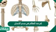كم عدد العظام في جسم الإنسان
