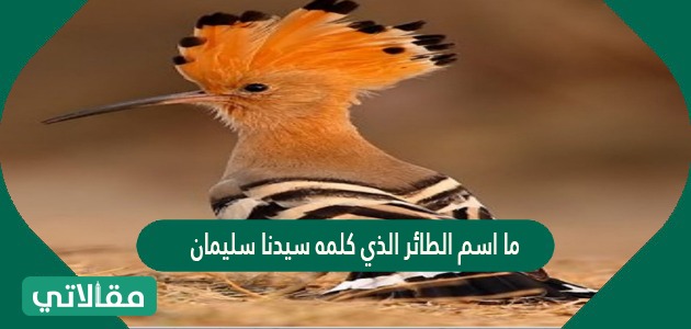 ما اسم الطائر الذي كلمه سيدنا سليمان