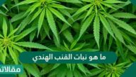 ما هو نبات القنب الهندي