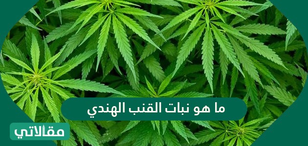 ما هو نبات القنب الهندي