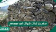 معظم بقايا النباتات والحيوانات الميتة موجودة في