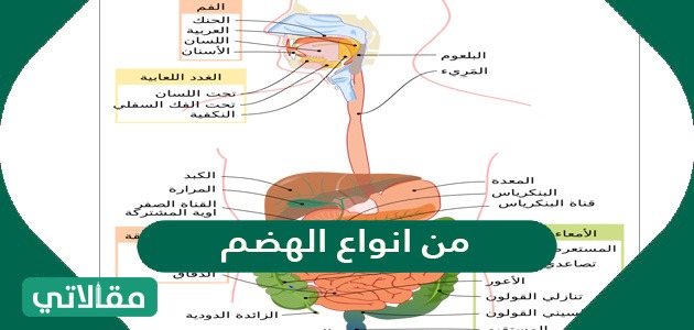 من انواع الهضم