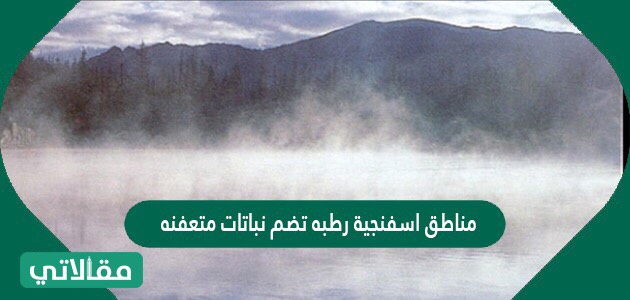 مناطق اسفنجية رطبه تضم نباتات متعفنه