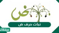 اسماء نبات حرف ض متنوعة