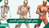 يعطي الهيكل العظمي الجسم