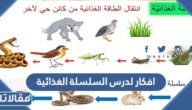 افكار لدرس السلسلة الغذائية