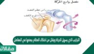 التركيب الذي يسهل الحركة ويقلل من احتكاك العظام ببعضها في المفاصل