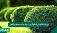 الطرق المختلفة التي يمكن لبستاني أن يزرع 8 شجيرات في أعمدة وصفوف مختلفة هي