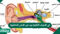 اي الاجزاء التالية جزء من الاذن الداخلية