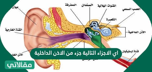 جزء الداخلية اي من الاذن الاجزاء التالية أذن داخلية