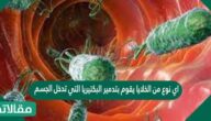 اي نوع من الخلايا يقوم بتدمير البكتيريا التي تدخل الجسم