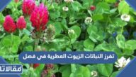 تفرز النباتات الزيوت العطرية في فصل