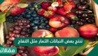 تنتج بعض النباتات الثمار مثل التفاح