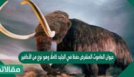 حيوان الماموث المنقرض حفظ في الجليد كاملًا وهو نوع من الأحافير