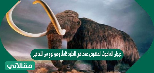 حيوان الماموث المنقرض حفظ في الجليد كاملًا وهو نوع من الأحافير