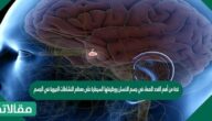 غدة من أهم الغدد الصماء في جسم الانسان ووظيفتها السيطرة على معظم النشاطات الحيوية في الجسم