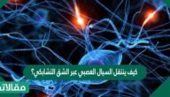 كيف ينتقل السيال العصبي عبر الشق التشابكي؟