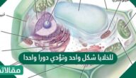 للخلايا شكل واحد وتؤدي دورا واحدا