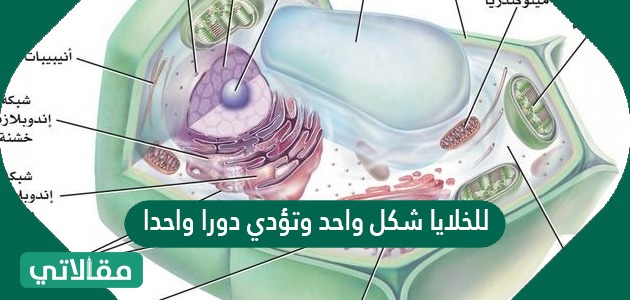 للخلايا شكل واحد وتؤدي دورا واحدا