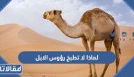 لماذا لا تطبخ رؤوس الإبل