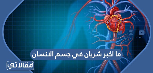 ما اكبر شريان في جسم الانسان