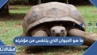 ما هو الحيوان الذي يتنفس من مؤخرته
