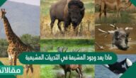 ماذا يعد وجود المشيمة في الثدييات المشيمية ميزة تساعدها على البقاء مقارنة بالزواحف؟