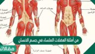 من أمثلة العضلات الملساء في جسم الانسان