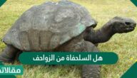 هل السلحفاة من الزواحف