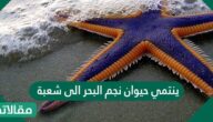 ينتمي حيوان نجم البحر الى شعبة