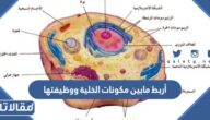 أربط ما بين مكونات الخلية ووظيفتها 