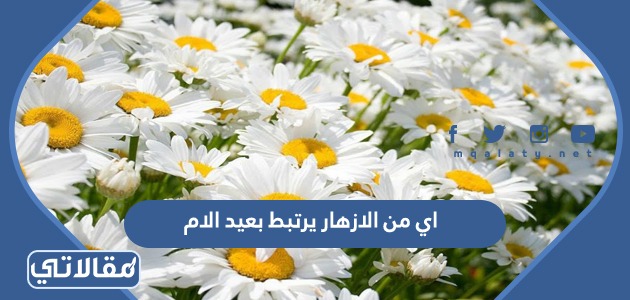 اي من الازهار يرتبط بعيد الام