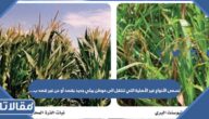 تسمى الأنواع غير الأصلية التي تنتقل الى موطن بيئي جديد بقصد أو عن غير قصد ب….