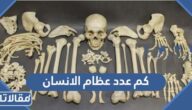 كم عدد عظام الانسان البالغ والطفل