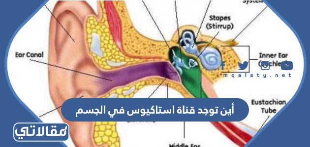 أين توجد قناة استاكيوس في الجسم