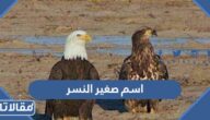 ماهو اسم صغير النسر