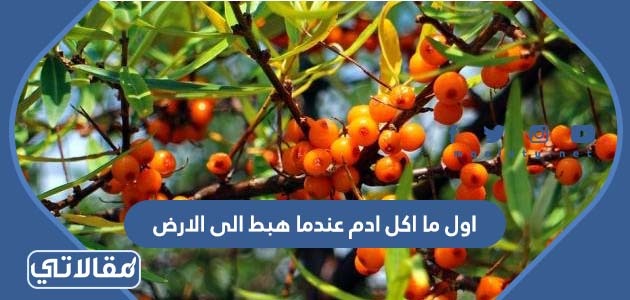 اول ما اكل ادم عندما هبط الى الارض
