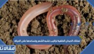 تمتلك الديدان الحلقية تراكيب تشبه الشعر وتساعدها على الحركة.