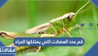 كم عدد العضلات التي يمتلكها الجراد