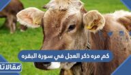 كم مره ذكر العجل في سورة البقره