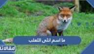 ما اسم انثى الثعلب