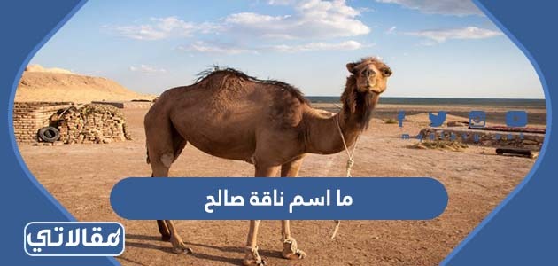 ما اسم ناقة صالح